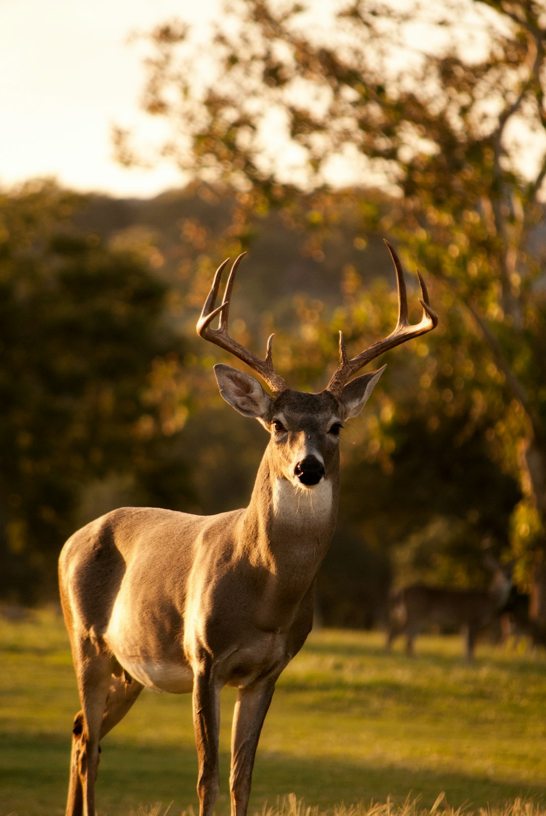 Classification du cerf en nuisible et enjeux de régulation