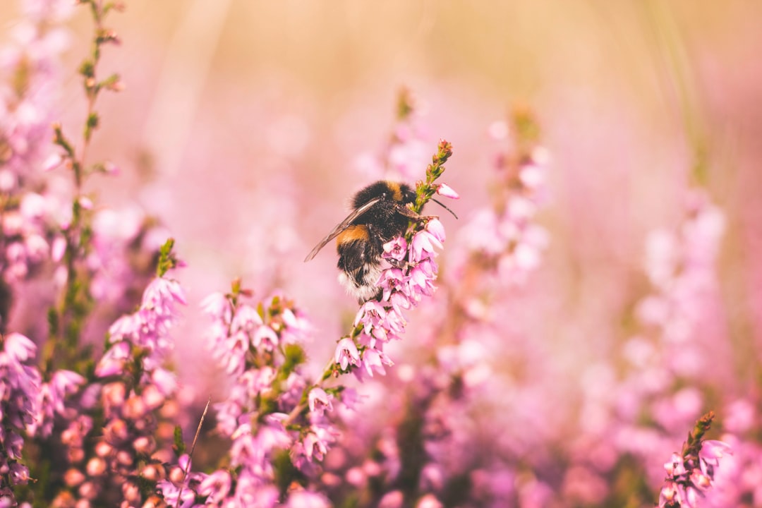 Essaims d’abeilles au printemps dans nos jardins