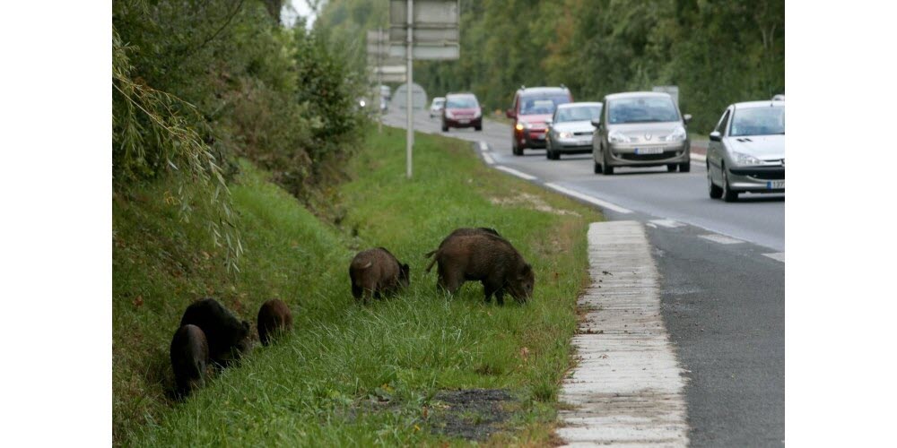 Haute-Loire Une Conductrice Surprenant des Sangliers sur la Route