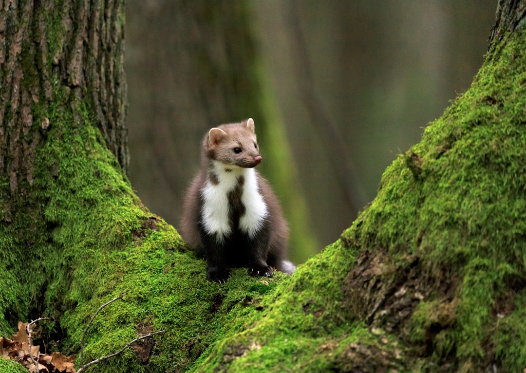 La martre devient un animal protégé en France