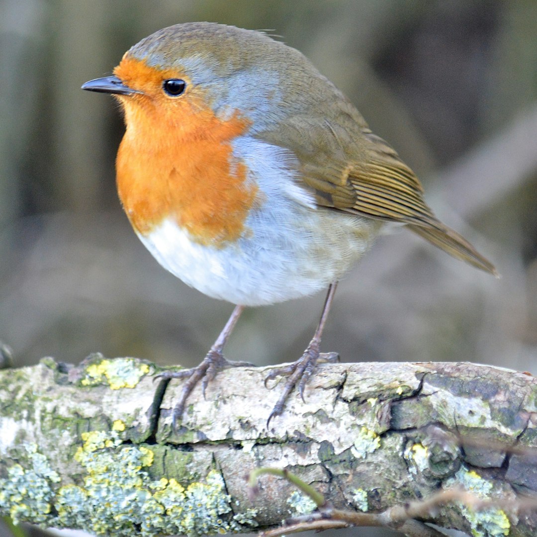 Les habitudes de sommeil des oiseaux