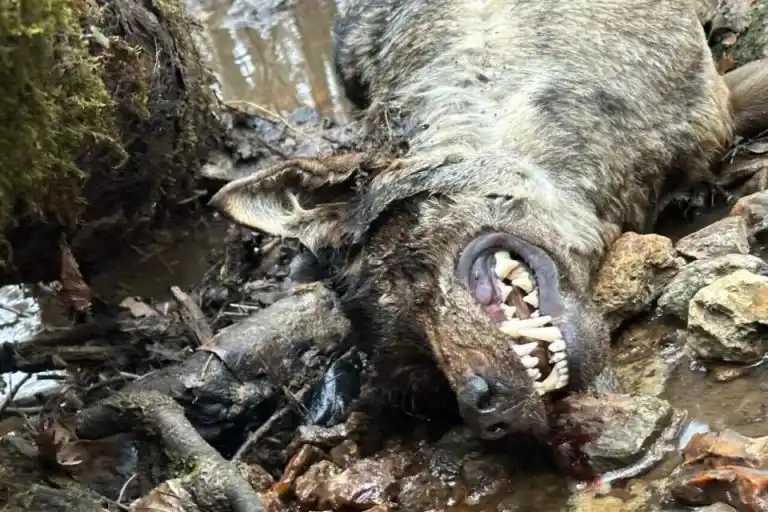 Loup gris retrouvé mort en Ile-de-France