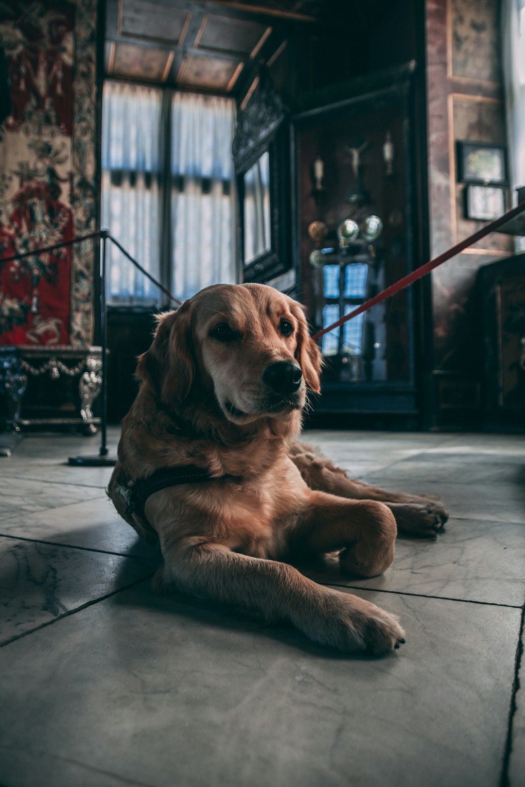 Musee des chiens en France ouvert par la Centrale Canine