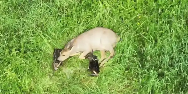 Naissance de faons filmée par un drone en Moselle