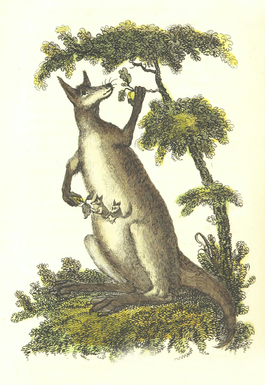 Rencontre nocturne avec un wallaby dans l’Aisne