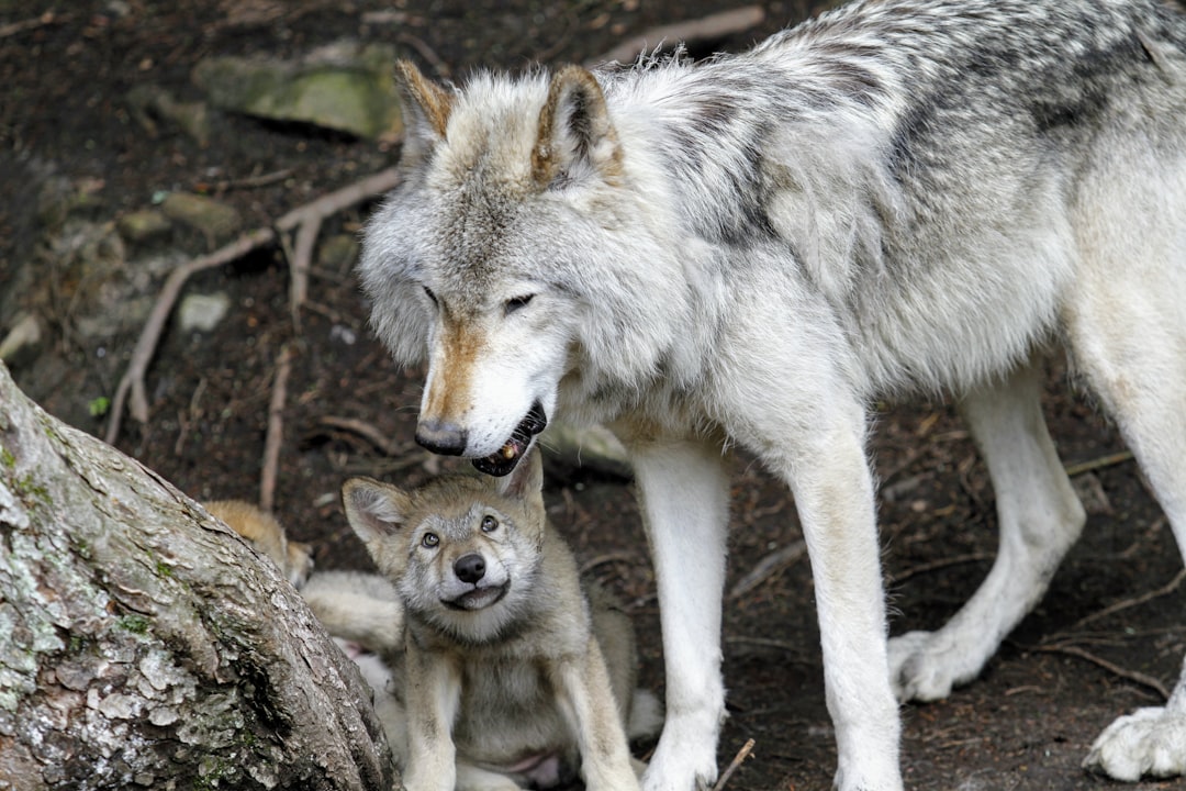 Retour du loup en Normandie