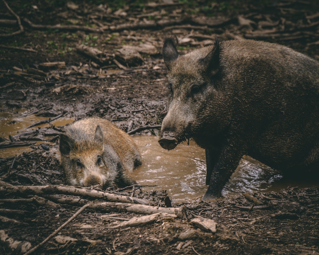 Sangliers empoisonnés avant battue dans les Bouches du Rhône
