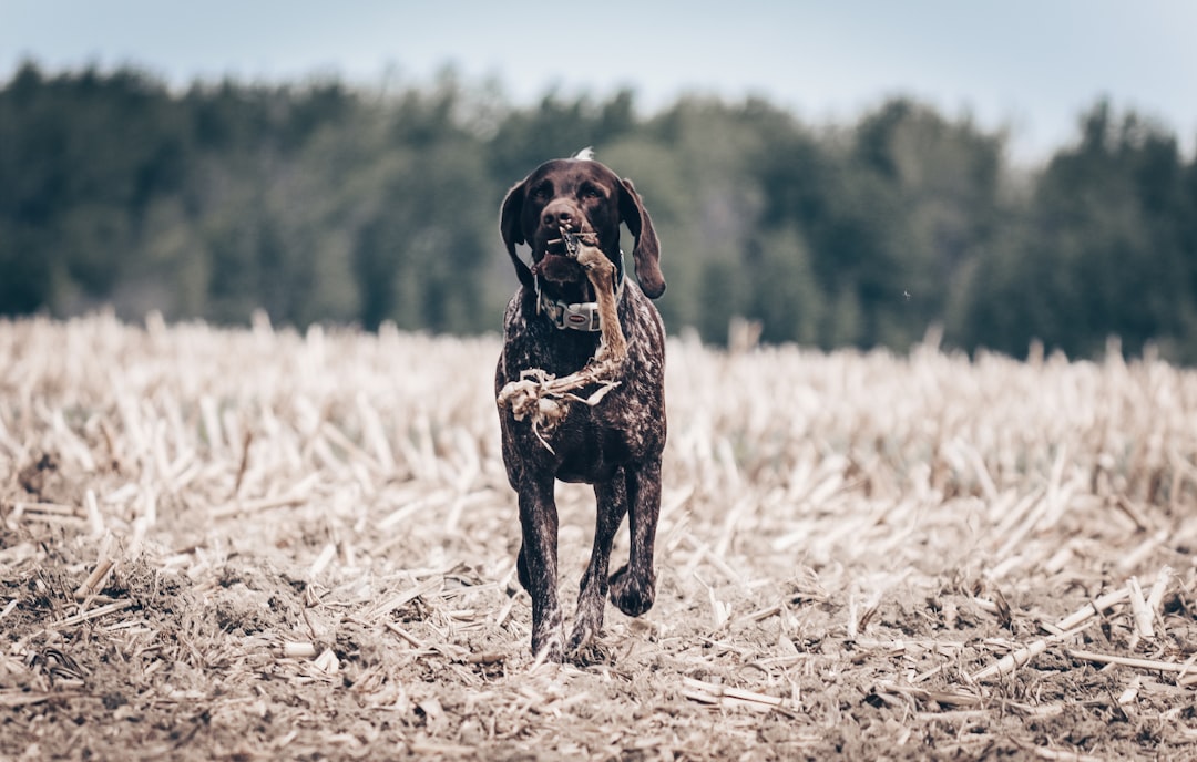 Chien de chasse sous menace de malveillance