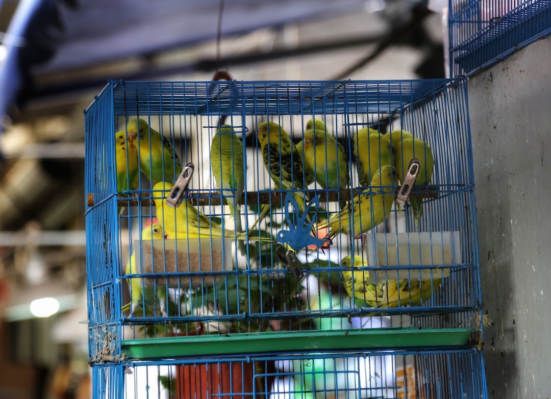 Démantèlement d’un réseau de trafic international d’oiseaux protégés