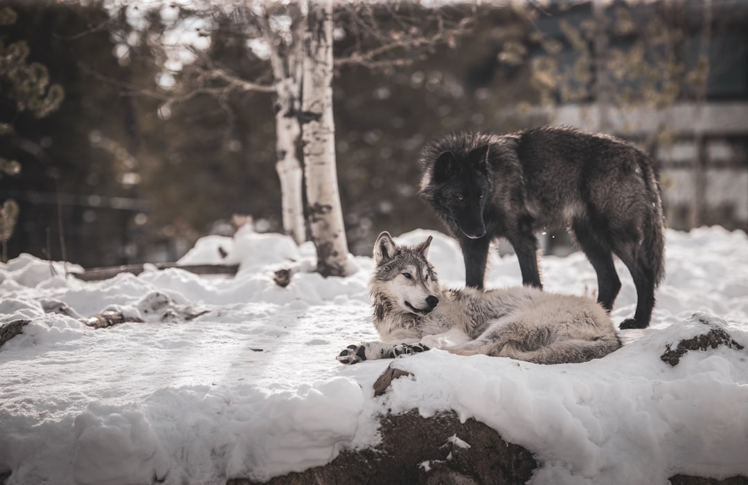 La diversité des loups et leurs sous-espèces