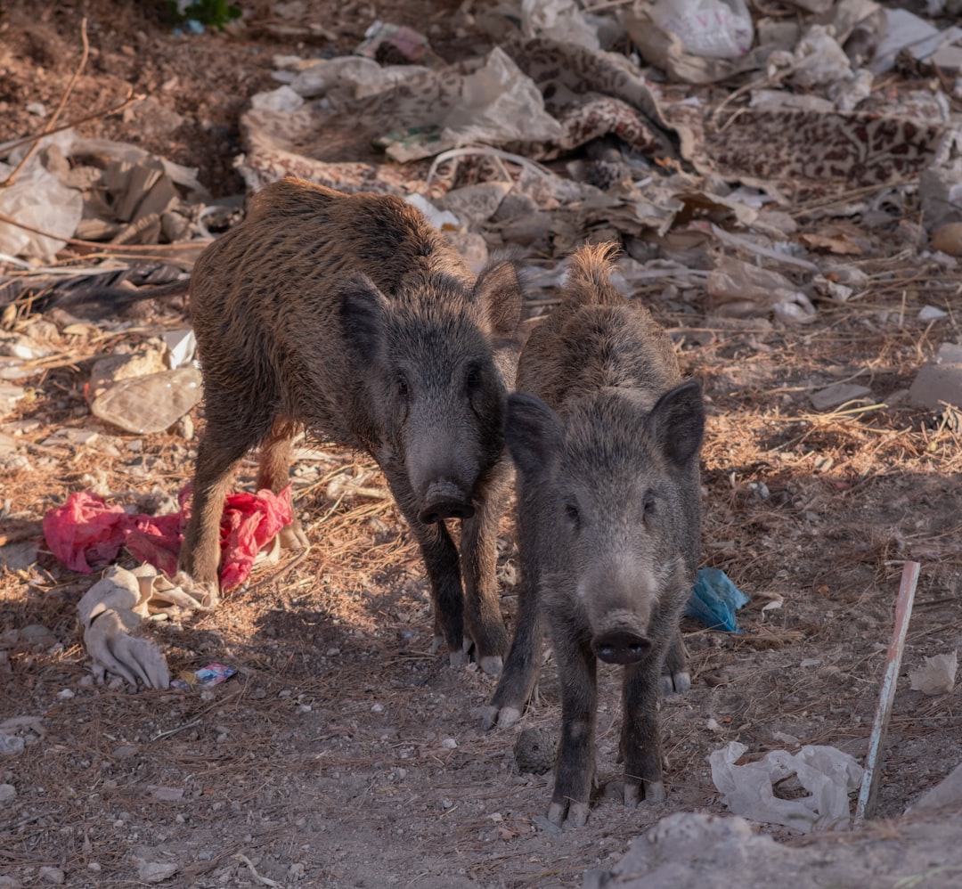 Lahourcade Problèmes de prolifération des sangliers et solutions envisagées par les chasseurs