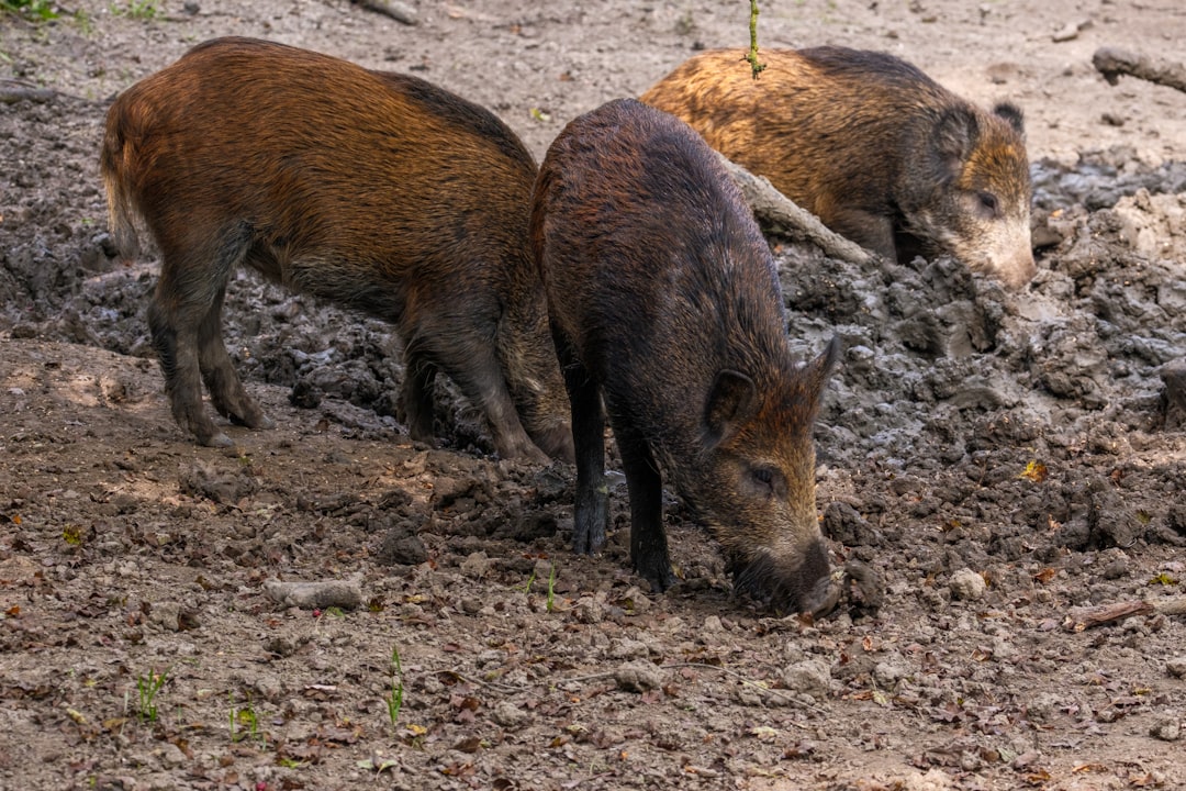 Saison de chasse 2025-2026 dans le Lot enjeux de sécurité et régulation