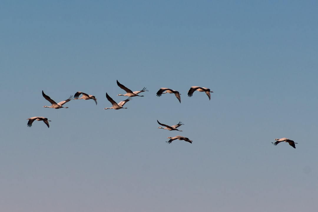 Tensions entre science et politique sur la chasse des oiseaux migrateurs