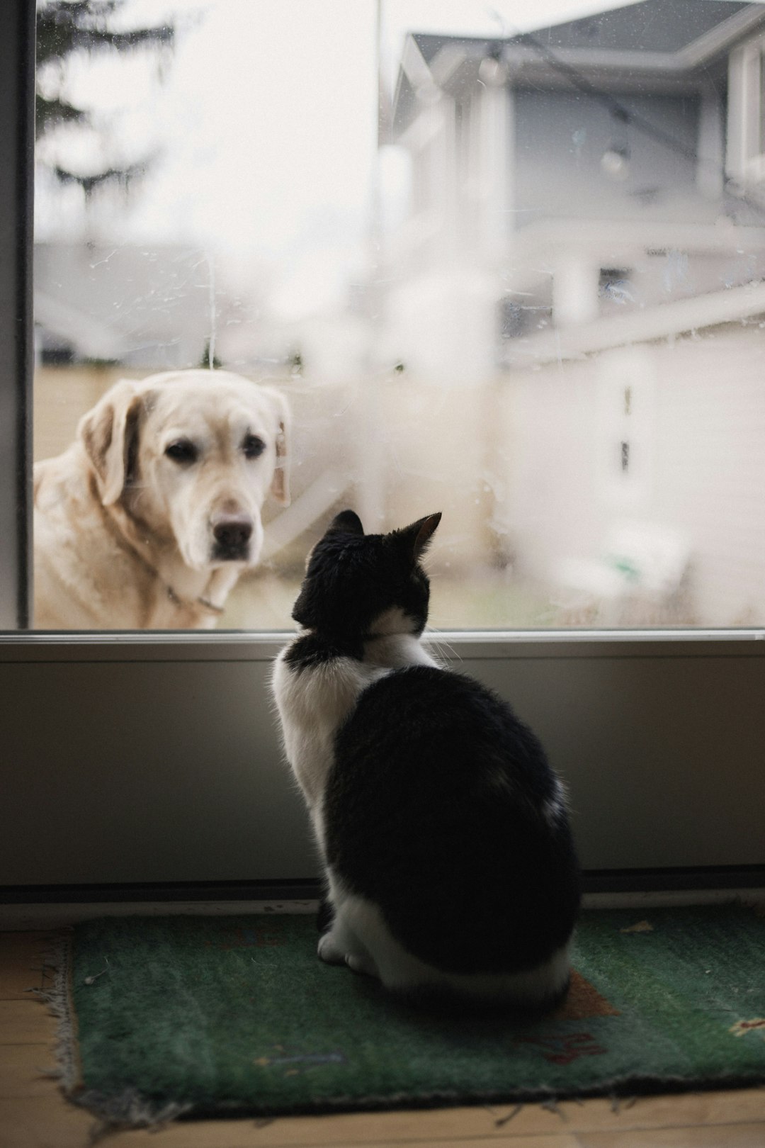 Allergies au pollen chez les animaux de compagnie