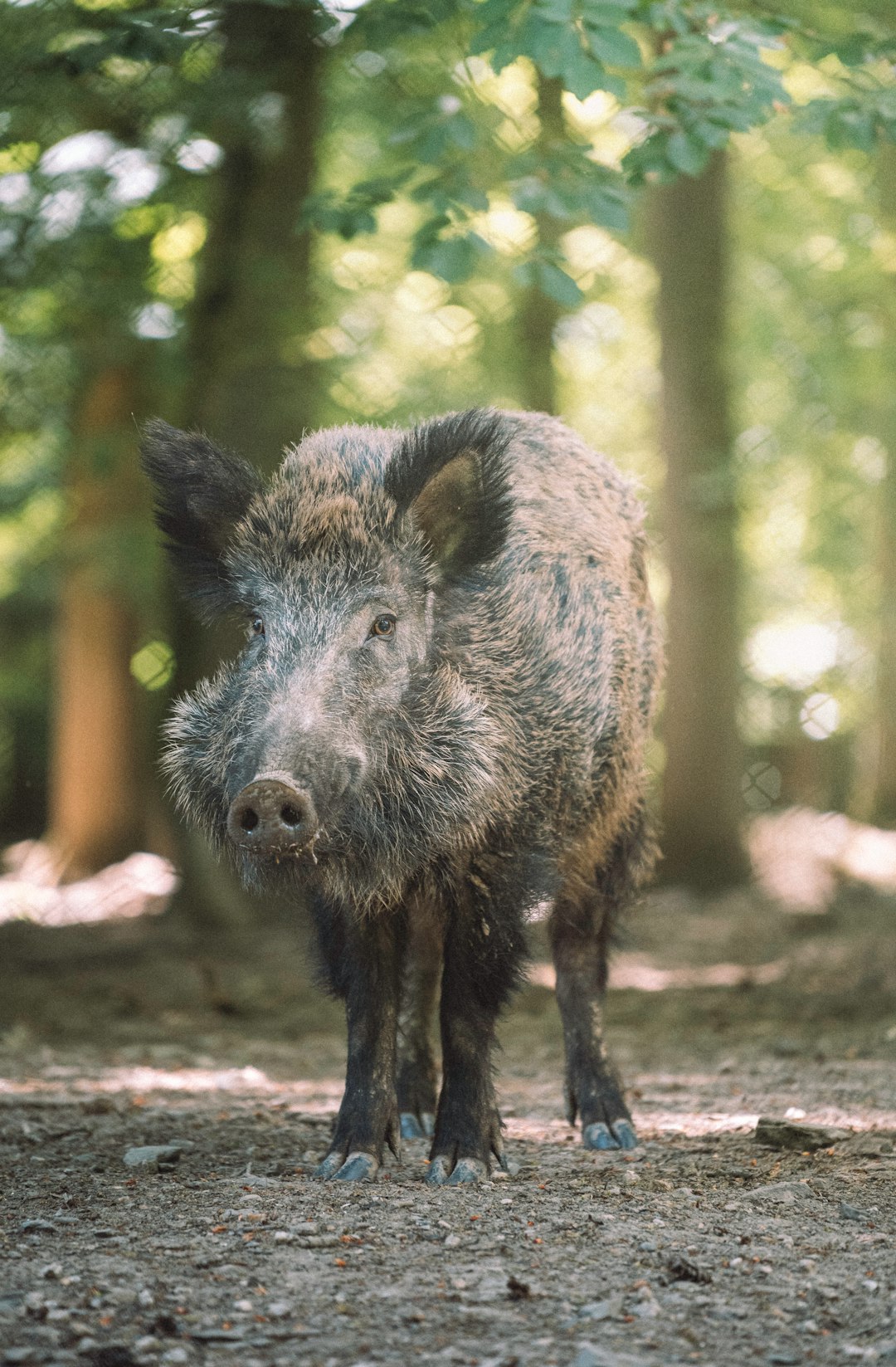 Chasse au Sanglier Ouverture du 15 Août en Haute-Marne