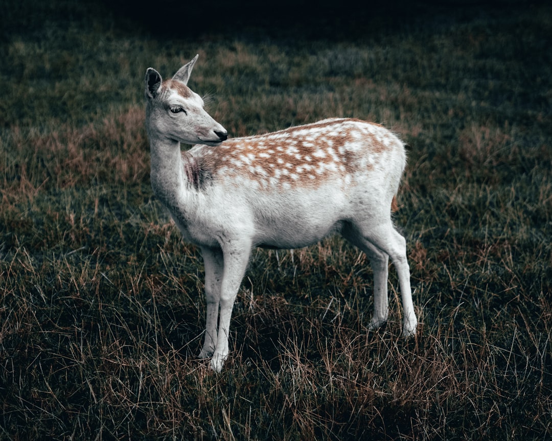 Chevreuil blanc rare dans le Parc national de forêts en Haute-Marne