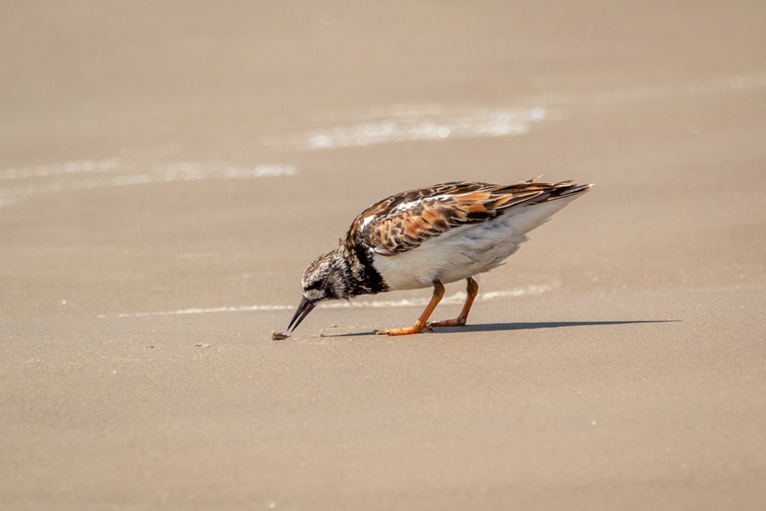 Hécatombe d’oiseaux dans les marais de Loire-Atlantique