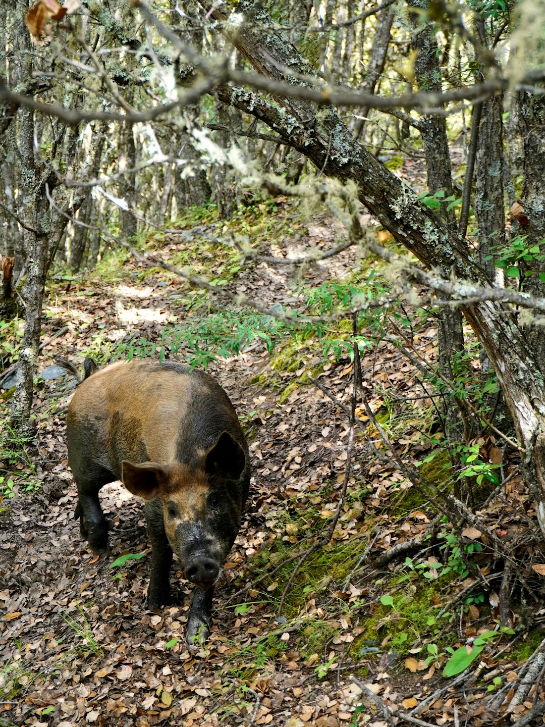 Lironville battue chasse sangliers fuient