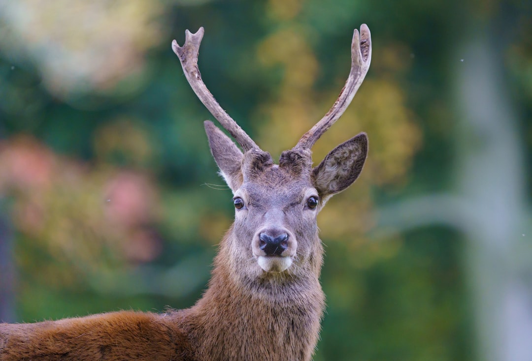 Brame du cerf en automne