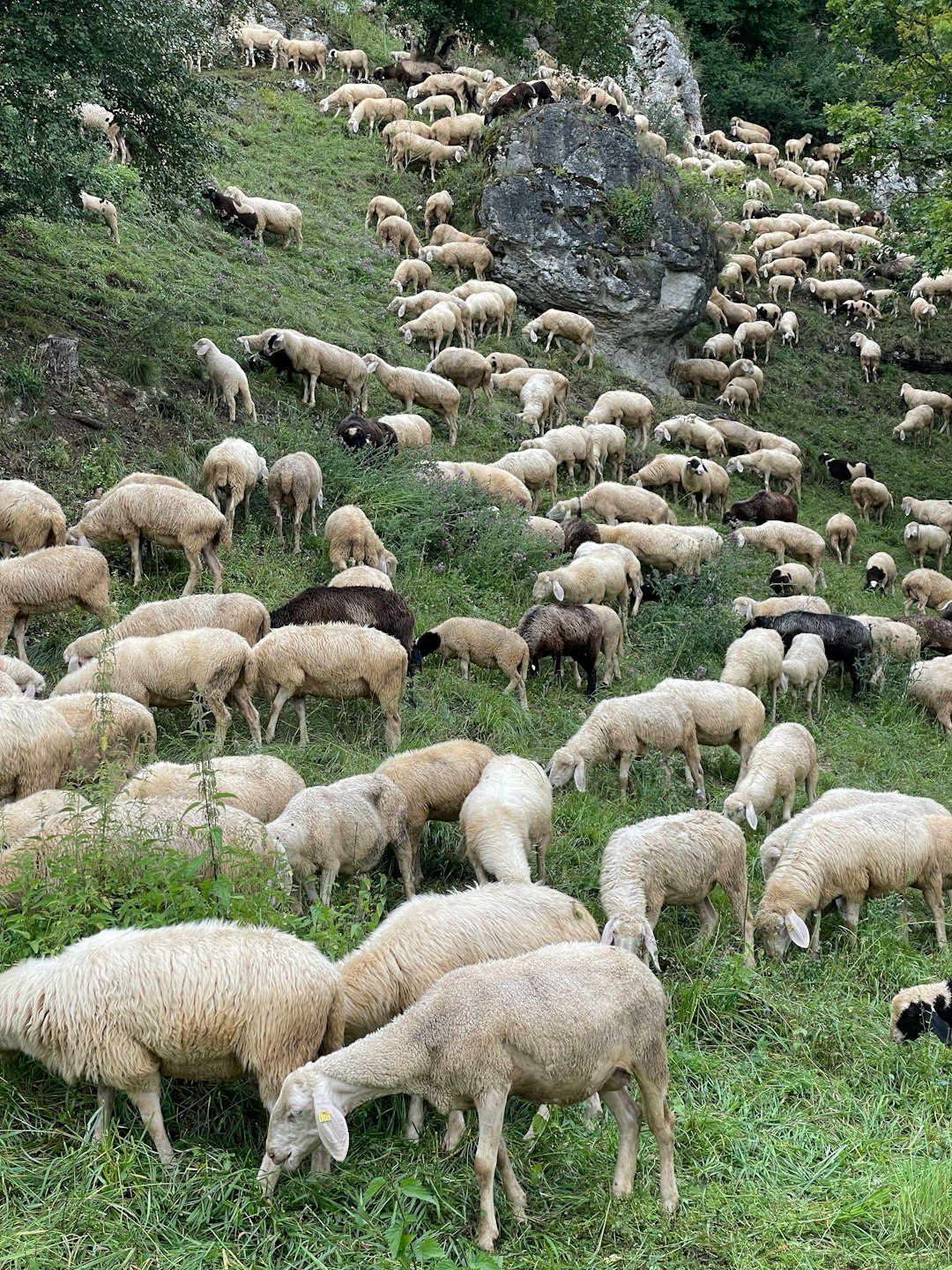 Bure-les-Templiers La Protection des Brebis contre les Prédateurs