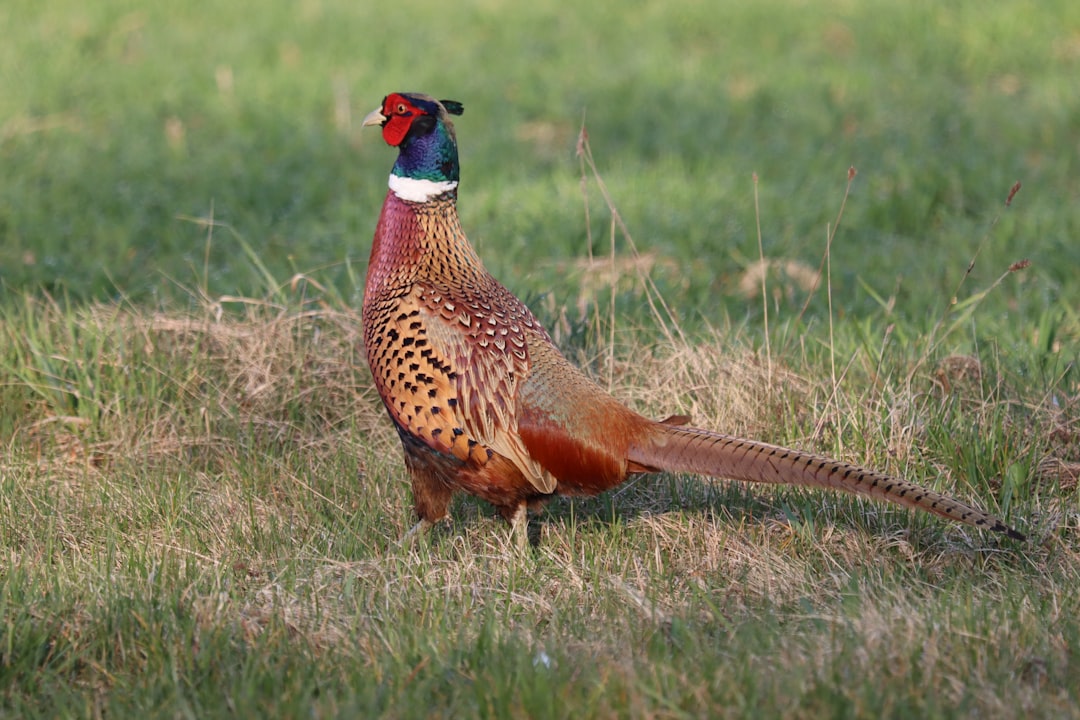 Chasse à Caussade sécurité et vigilance essentielle