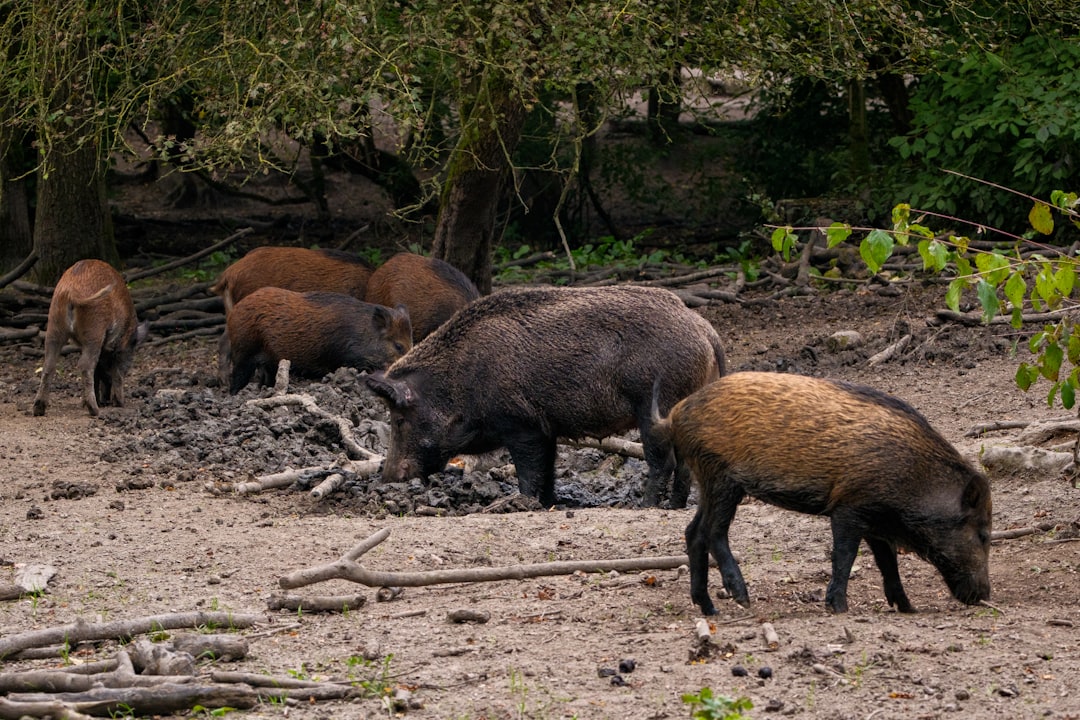 Chasseurs en déclin et surpopulation de sangliers en Dordogne