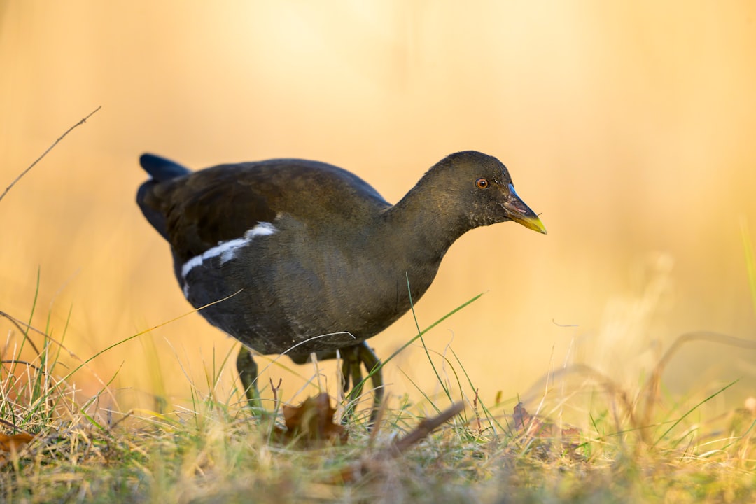 Crise de la chasse traditionnelle à la palombe dans les Pyrénées-Atlantiques