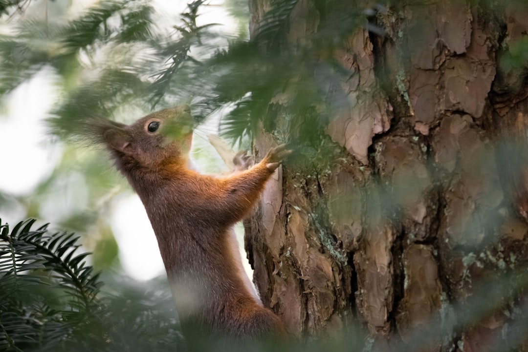 Découverte de la faune régionale à travers la photographie animalière