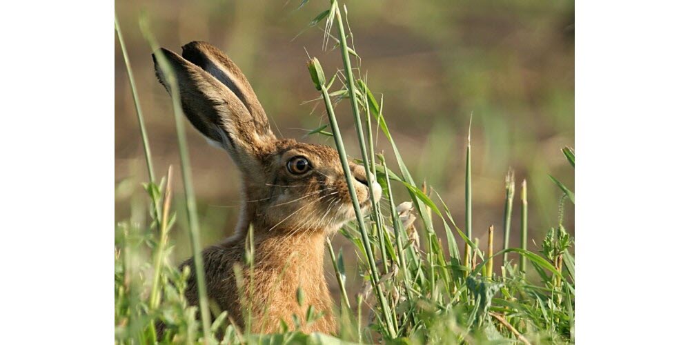 État des populations de gibier avant l’ouverture de la chasse
