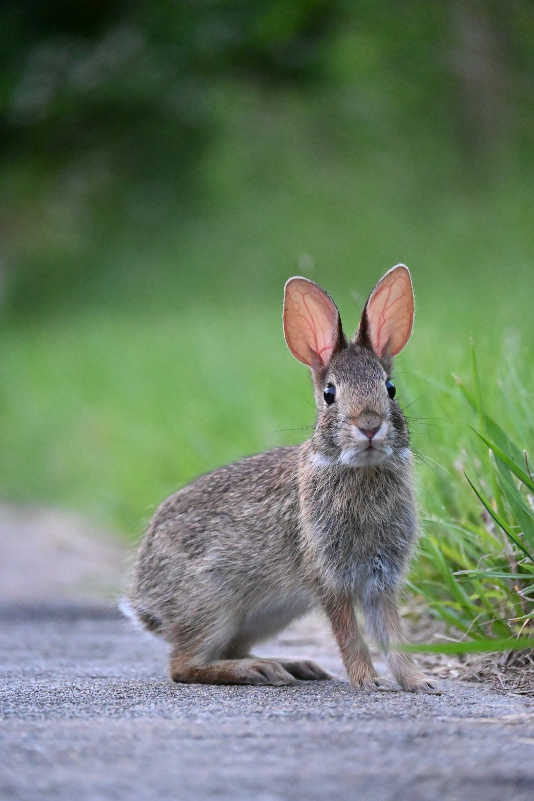 Nouveau cas de tularémie chez les lapins au Luxembourg
