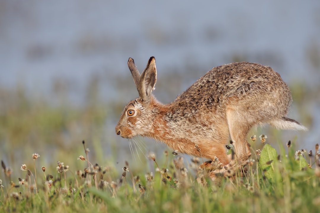 Ouverture de la Chasse aux Lièvres dans la Manche