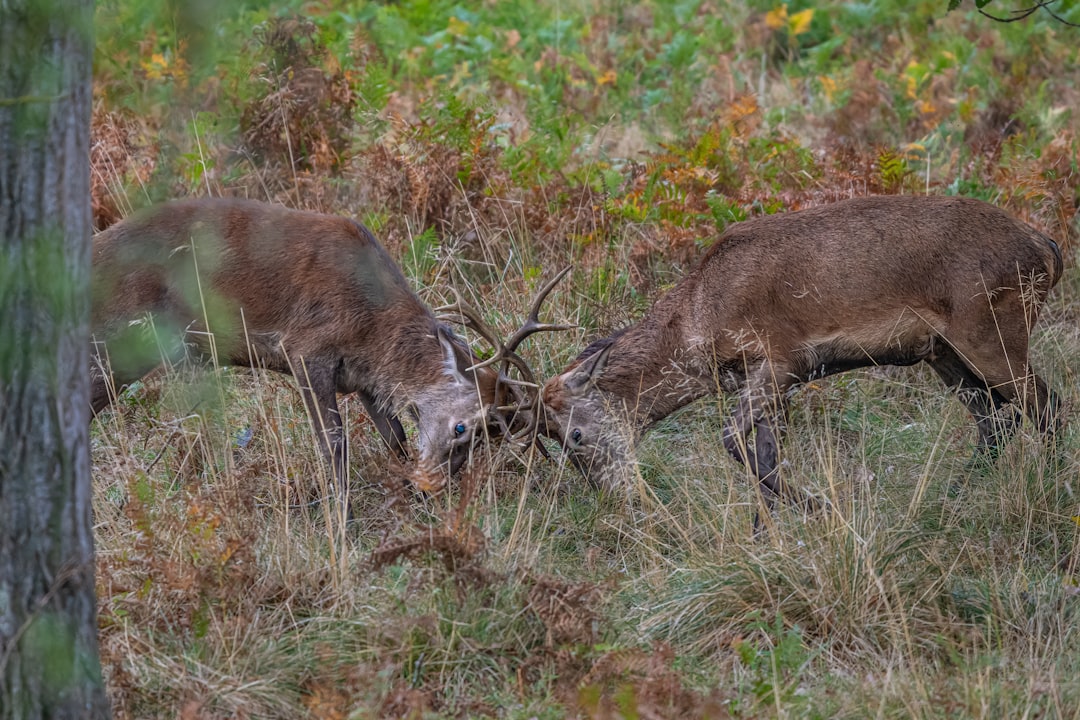 Ouverture de la chasse saison 2025 sanglier chevreuil