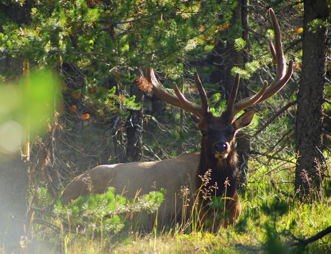 Ouverture de la saison de chasse à Merlas