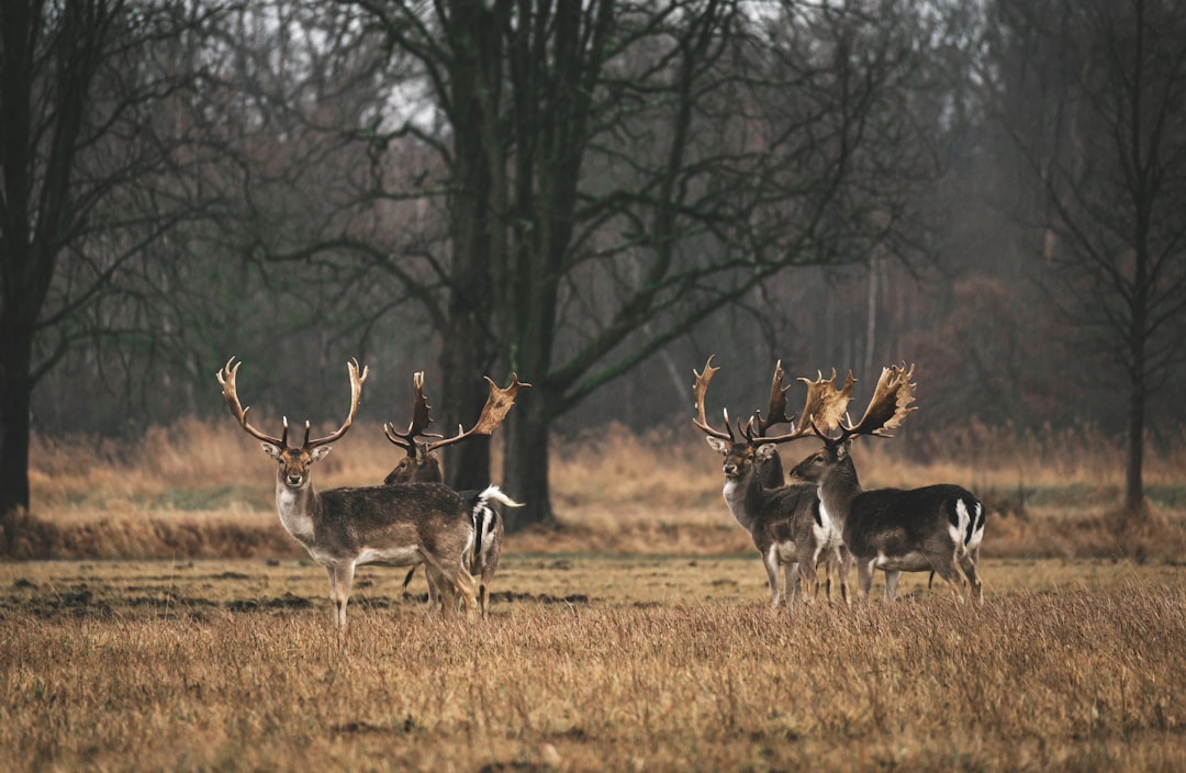 Rassemblement des femmes passionnées par la chasse dans les Landes