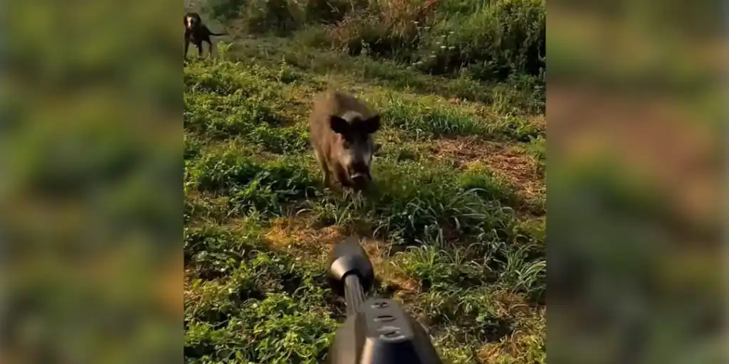 Un sanglier charge un chasseur