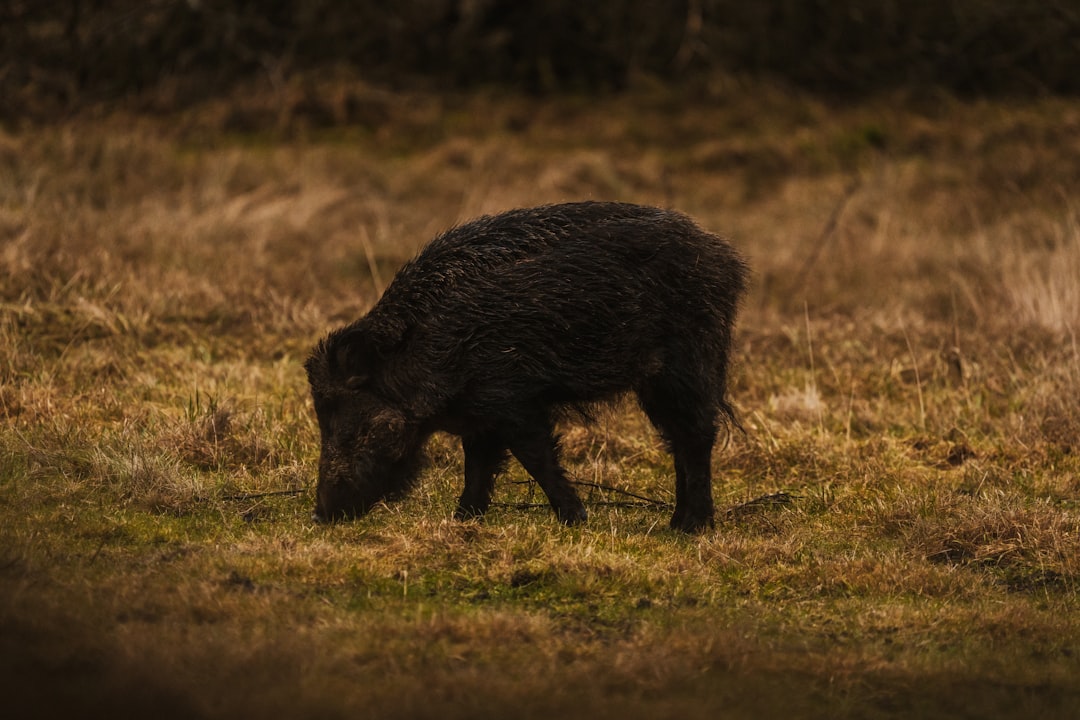 Chasse au Sanglier dans les Combes de Dijon