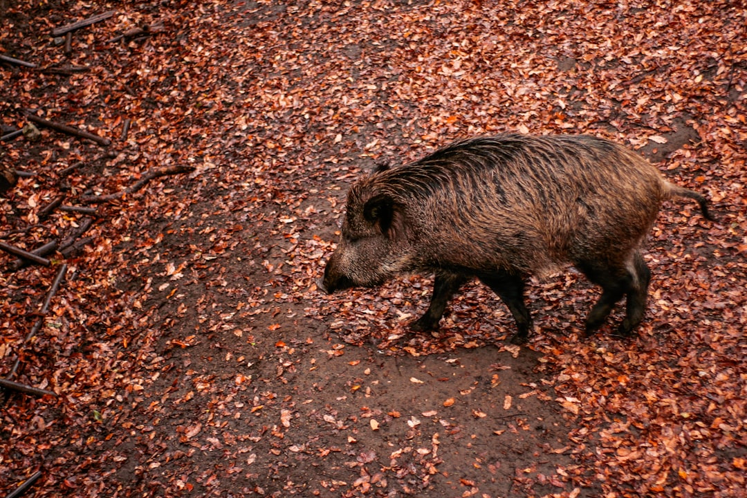 Chasse aux sangliers à Ploemeur un défi pour la sécurité et l’environnement