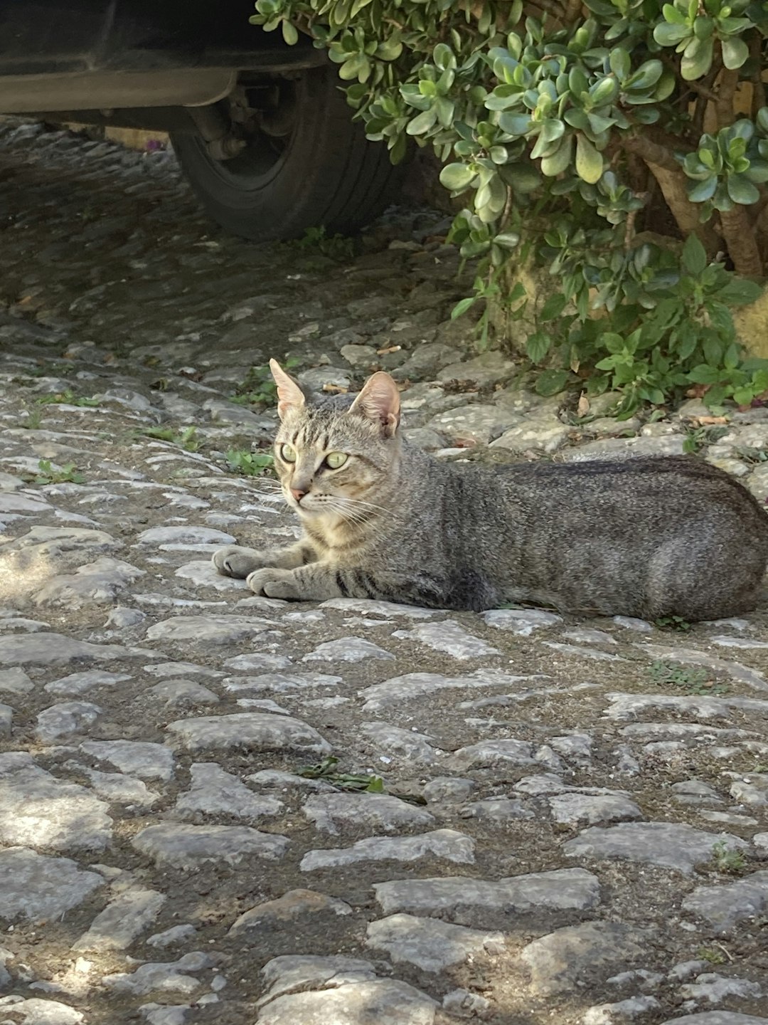 Chat du Bengal menace la faune du Jardin des Plantes