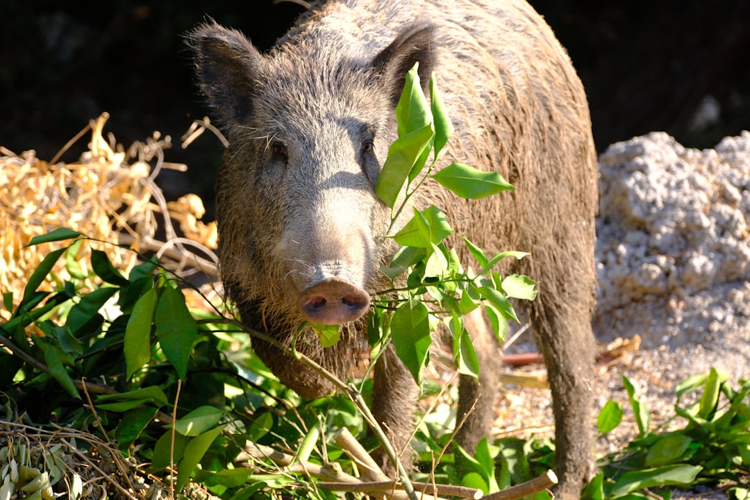 Sanglier Farceur aux Vignes