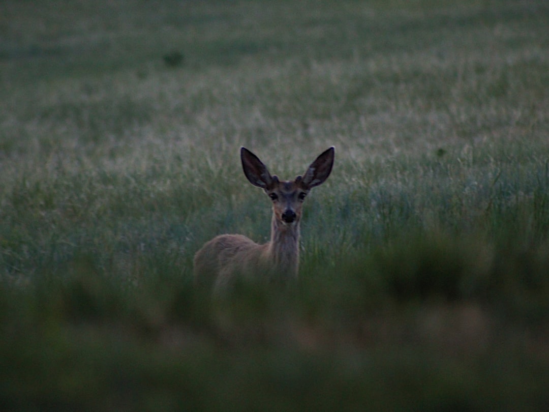 Bataille pour la reconnaissance des chasseurs dans les Corbières