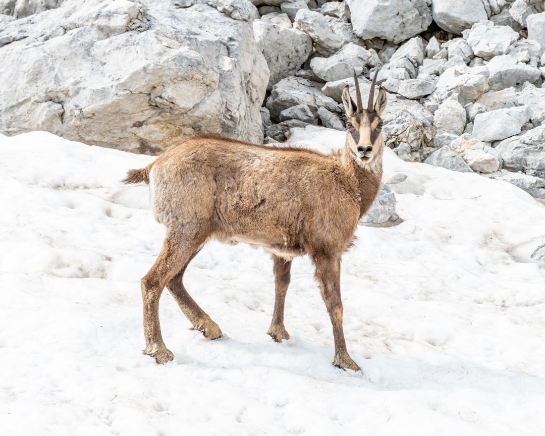 Braconnage de chamois élu condamné Alpes-Maritimes