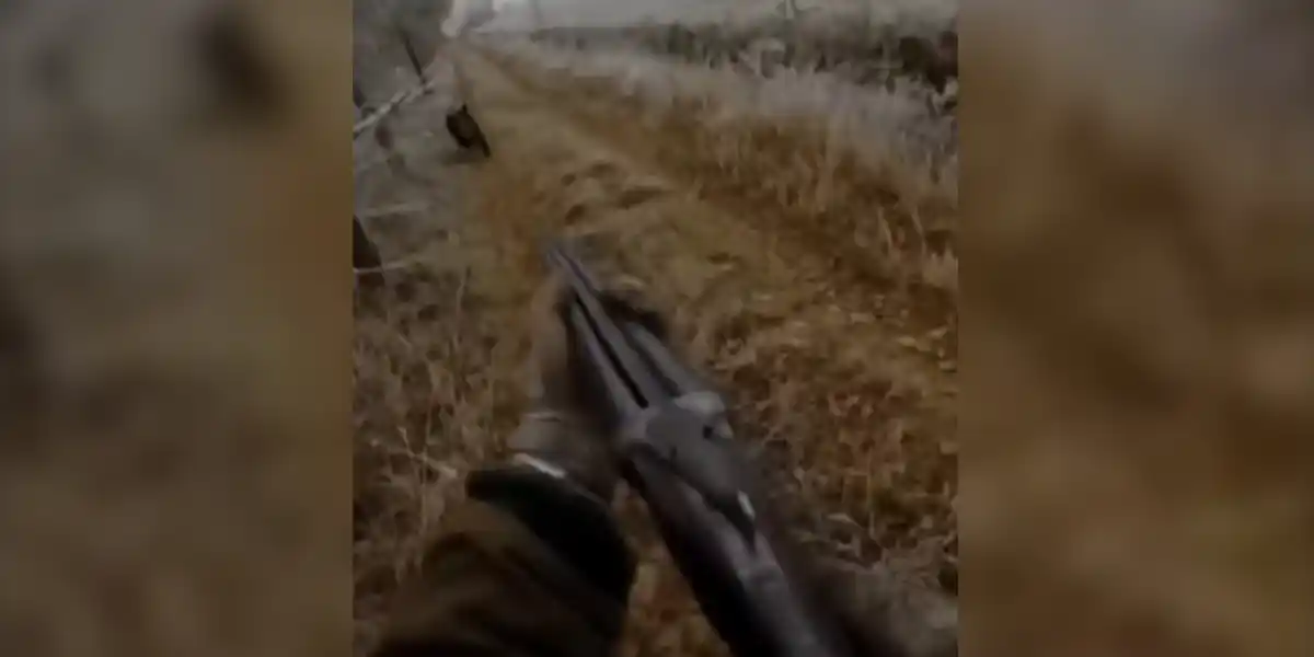 Charge de sanglier sur le terrain