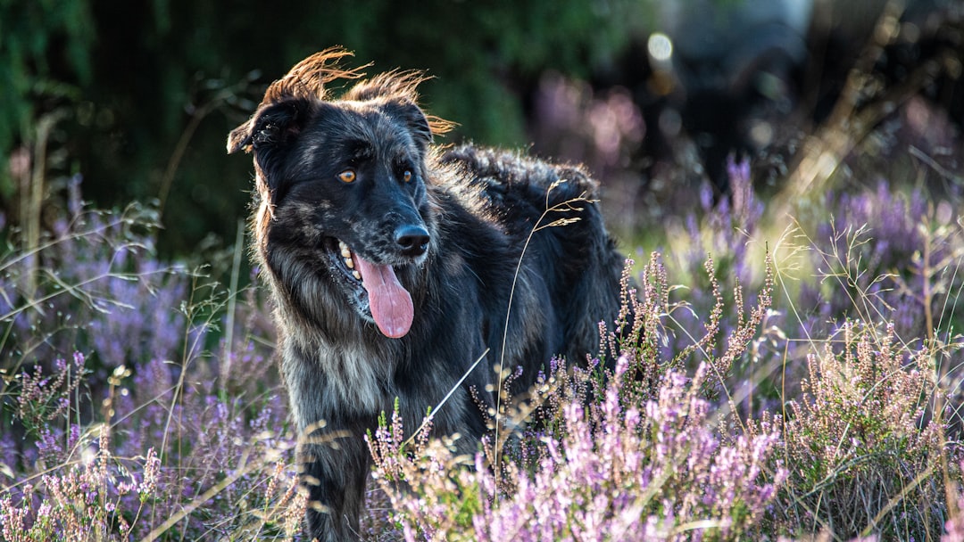 Chien de chasse secouru après s&rsquo;être coincé dans un trou dans le Luberon