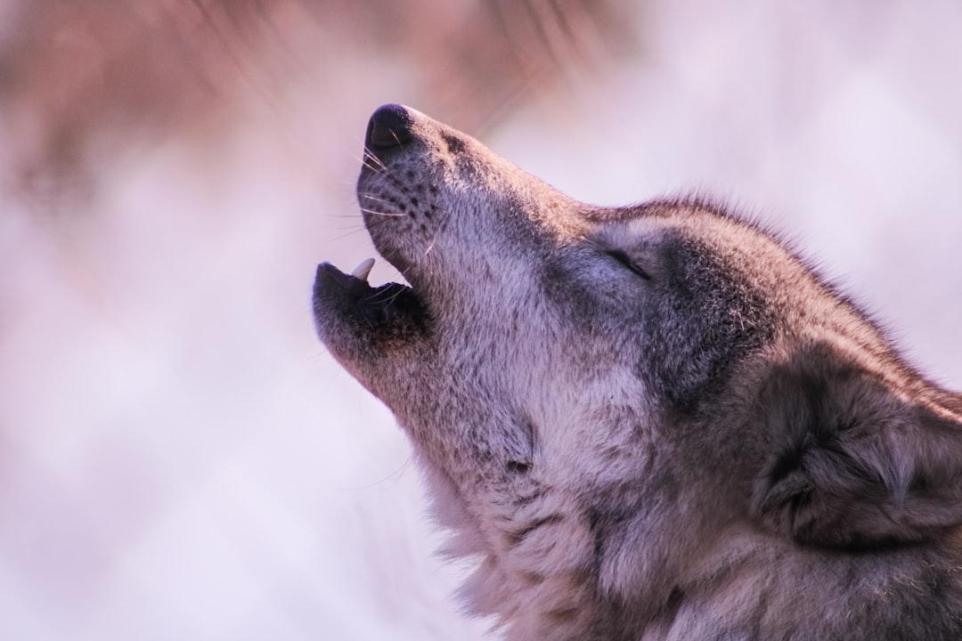 Observation de loups en plein jour dans les Vosges