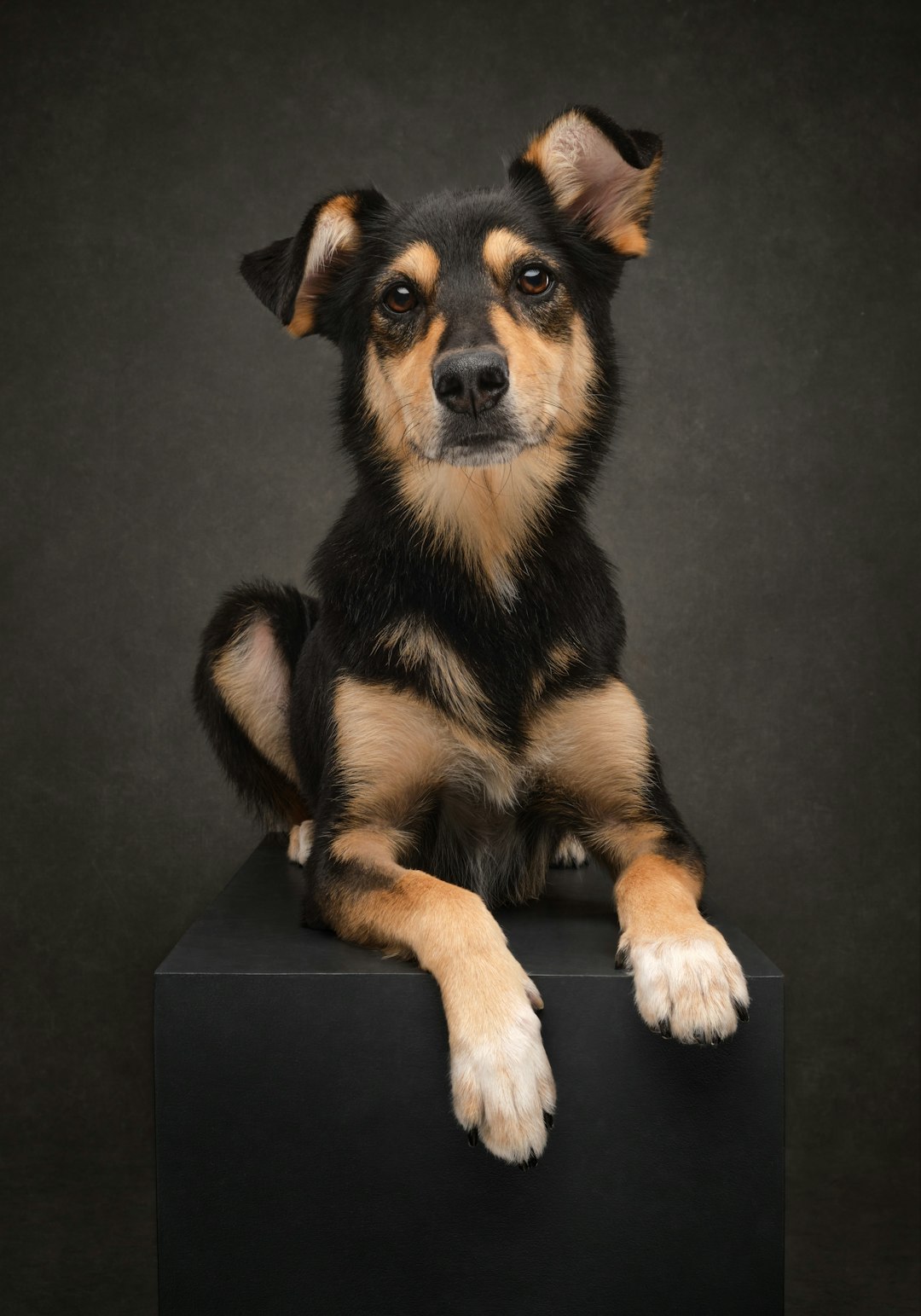 Sauvetage d&rsquo;une chienne coincée dans un terrier en Moselle