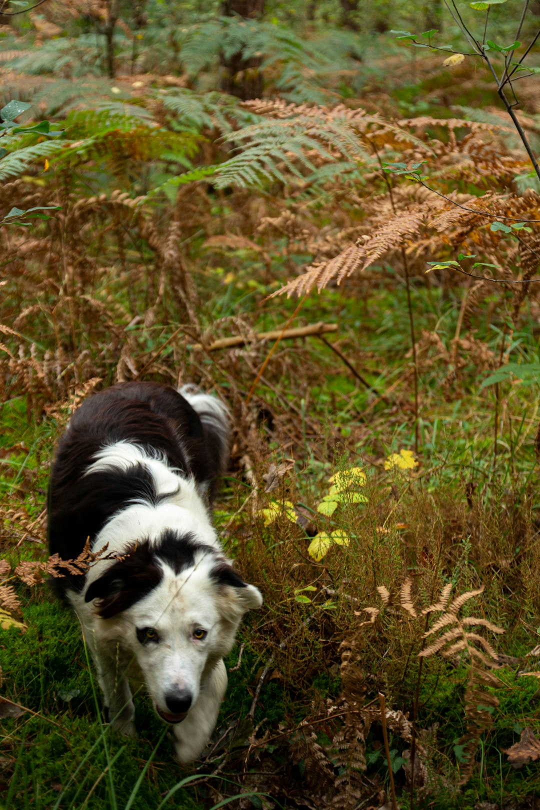 Chien en liberté nouvelles règles et sanctions à partir du 15 avril