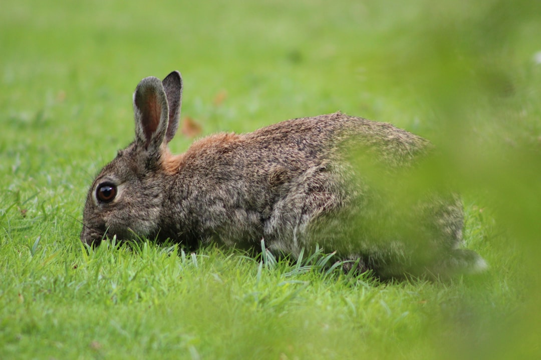 Lapins de garenne : Nuisibles et gibiers dans le Nord